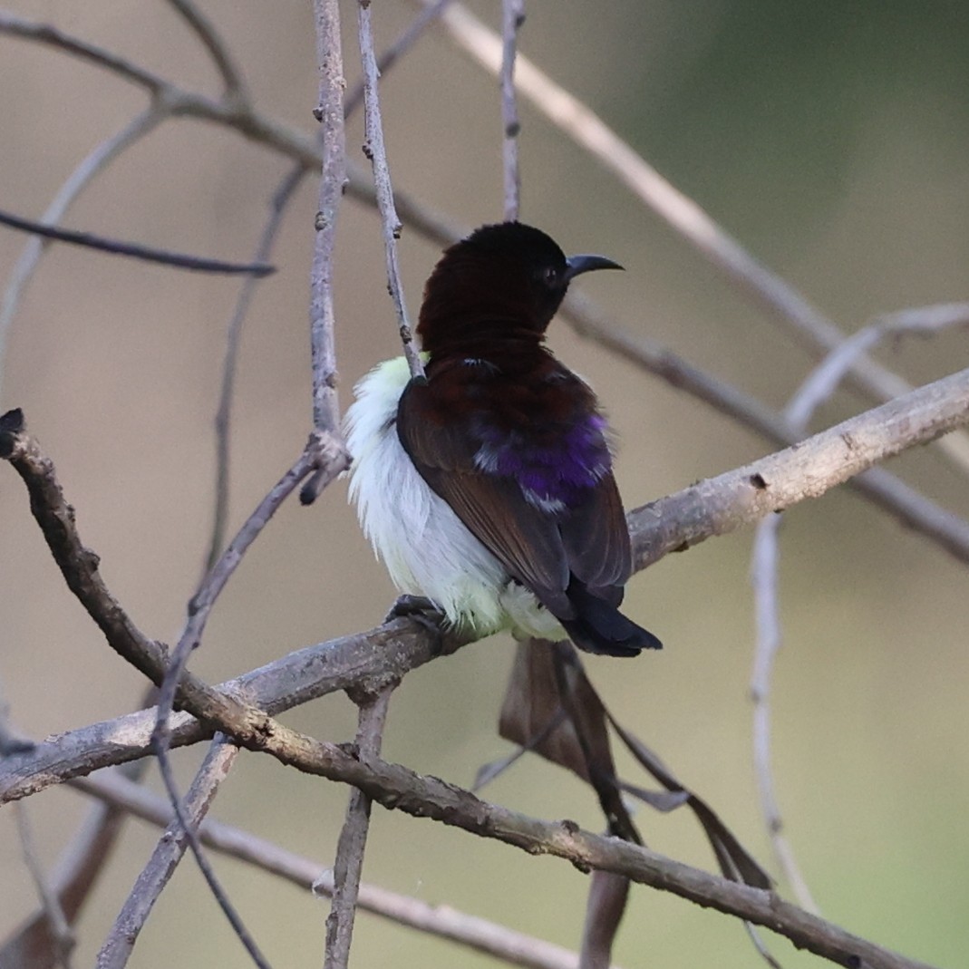 Purple-rumped Sunbird - ML609499916