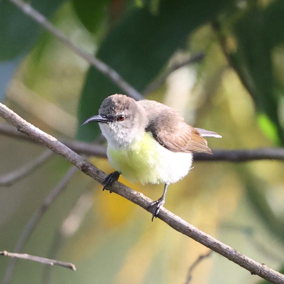 Purple-rumped Sunbird - ML609499917