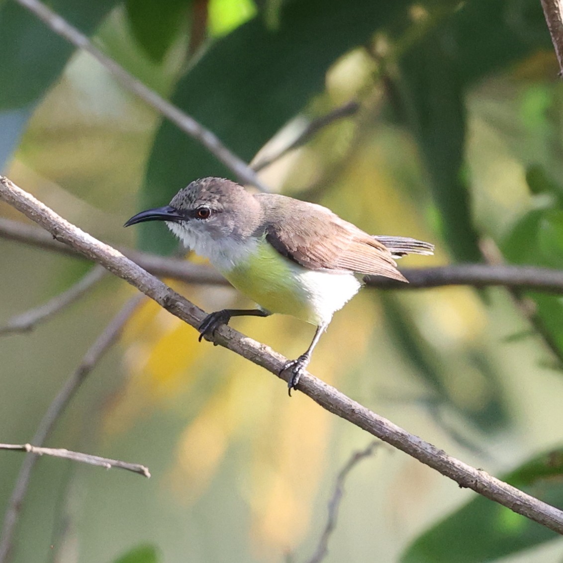 Purple-rumped Sunbird - ML609499918