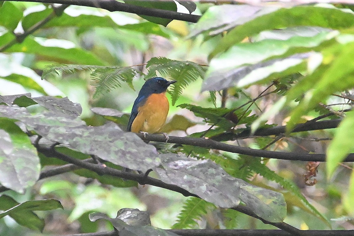 Sulawesi Blue Flycatcher (Sulawesi) - Alvaro Rodríguez Pomares