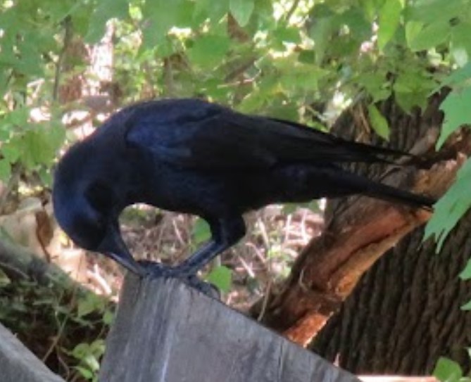 American Crow - James Lyons