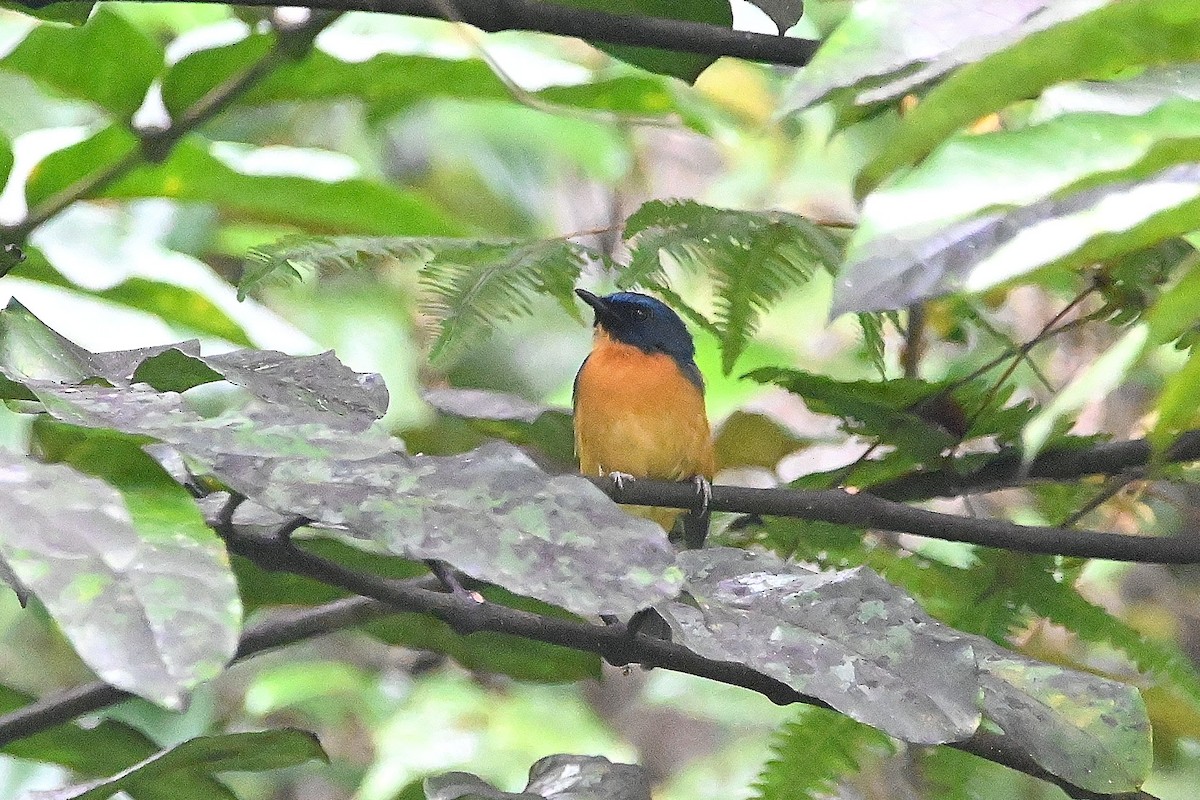 Sulawesi Blue Flycatcher (Sulawesi) - ML609499930