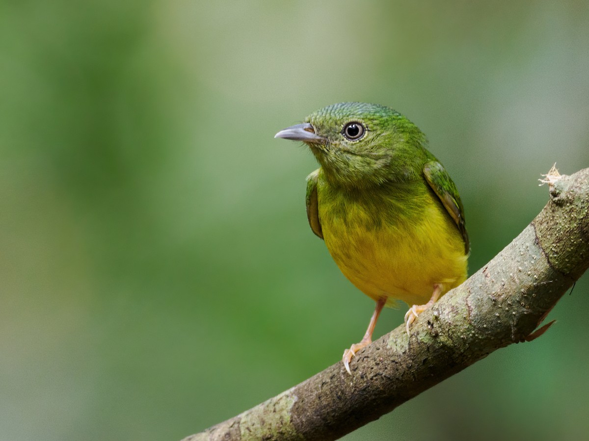 Snow-capped Manakin - ML609499978