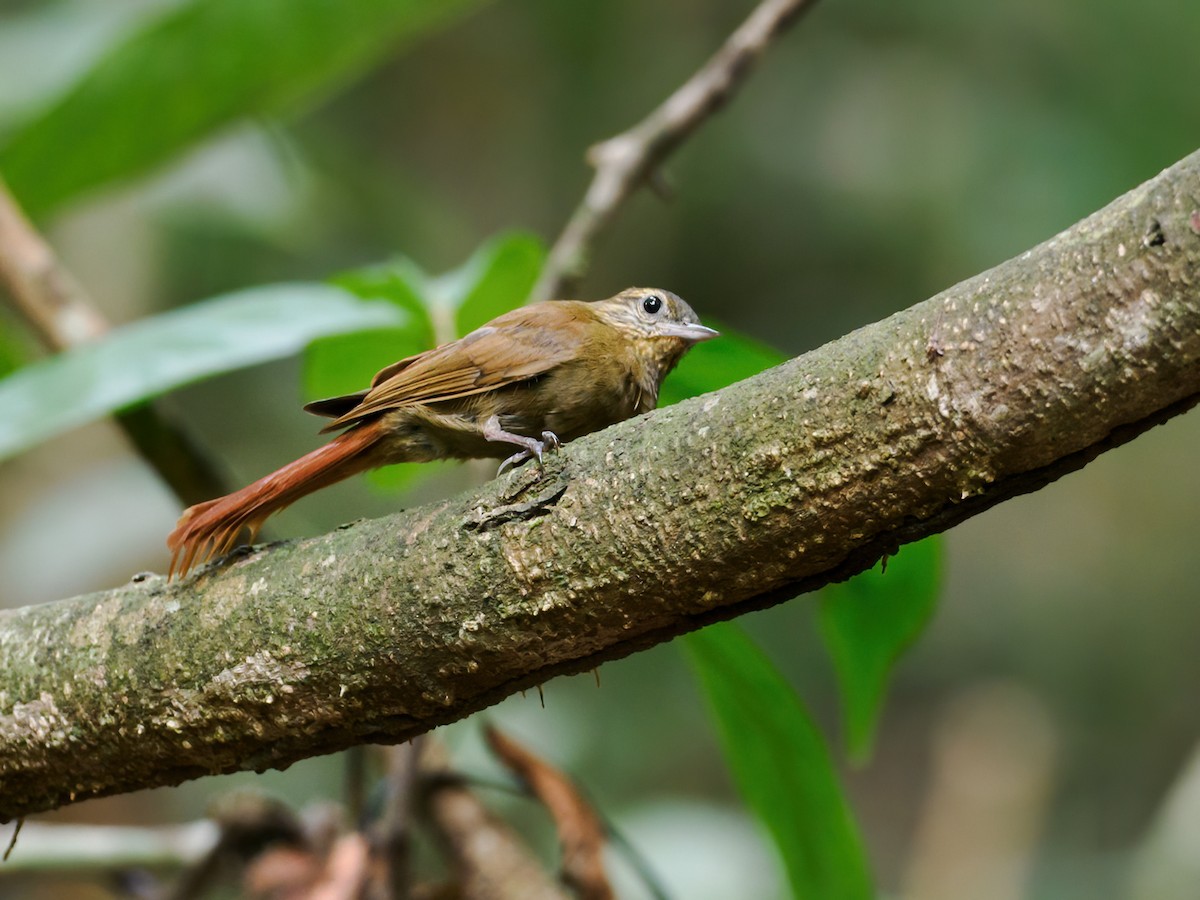 Wedge-billed Woodcreeper (cuneatus Group) - ML609499989