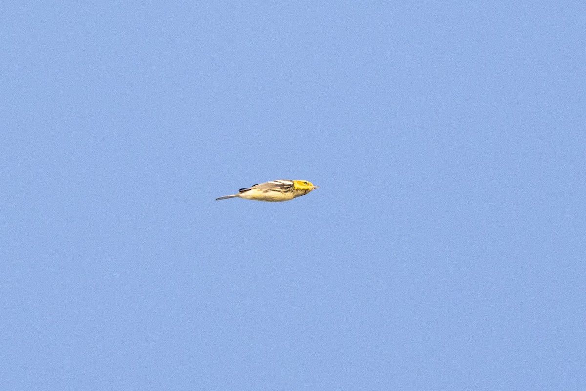 Black-throated Green Warbler - ML609499996