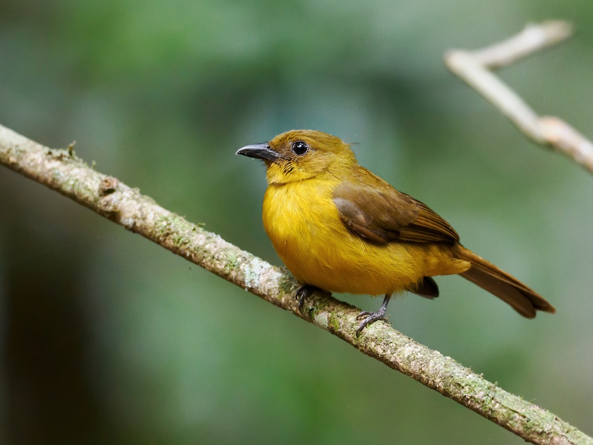 White-winged Shrike-Tanager - ML609500002