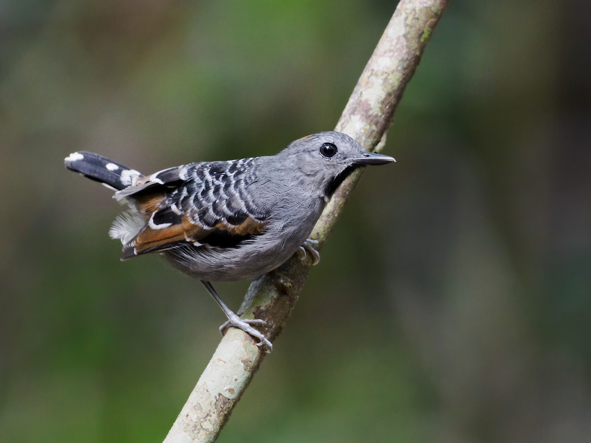 Xingu Scale-backed Antbird - Nick Athanas