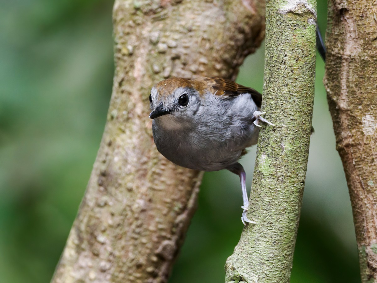 Xingu Scale-backed Antbird - Nick Athanas