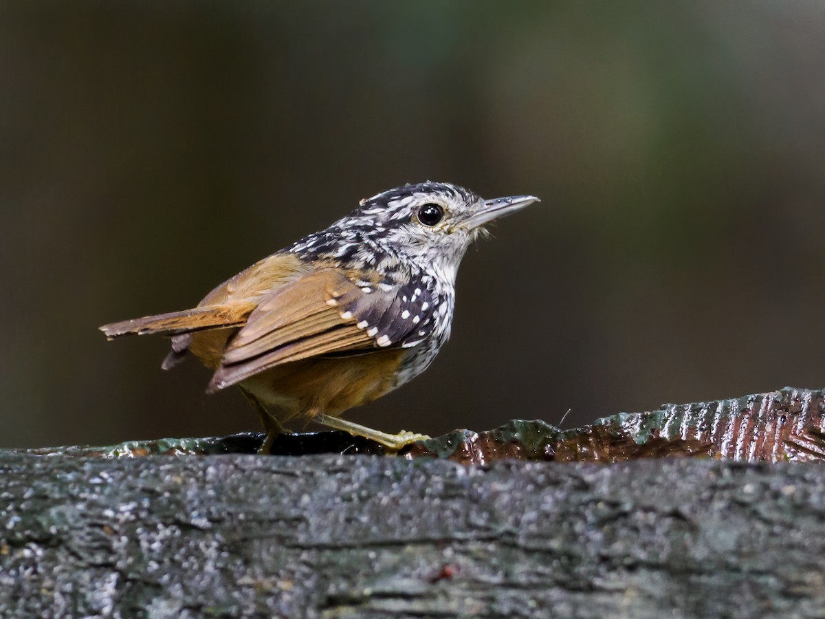 Spix's Warbling-Antbird - ML609500046