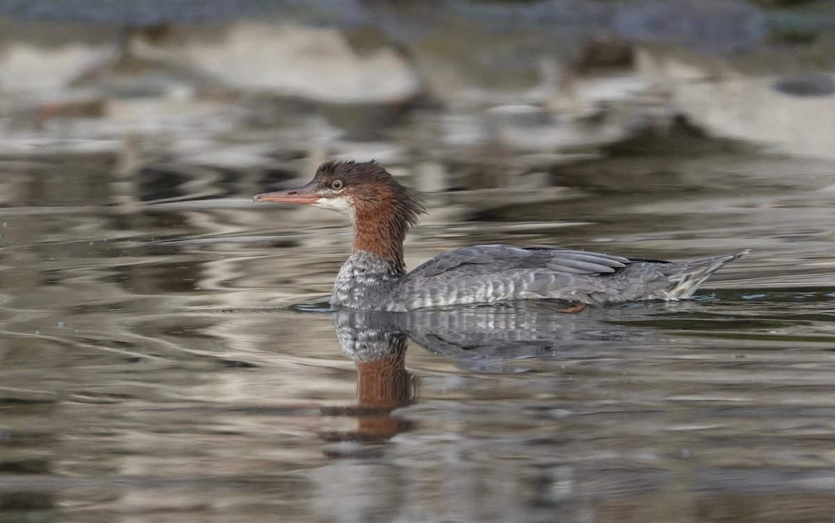 Common Merganser - Mike Cadman