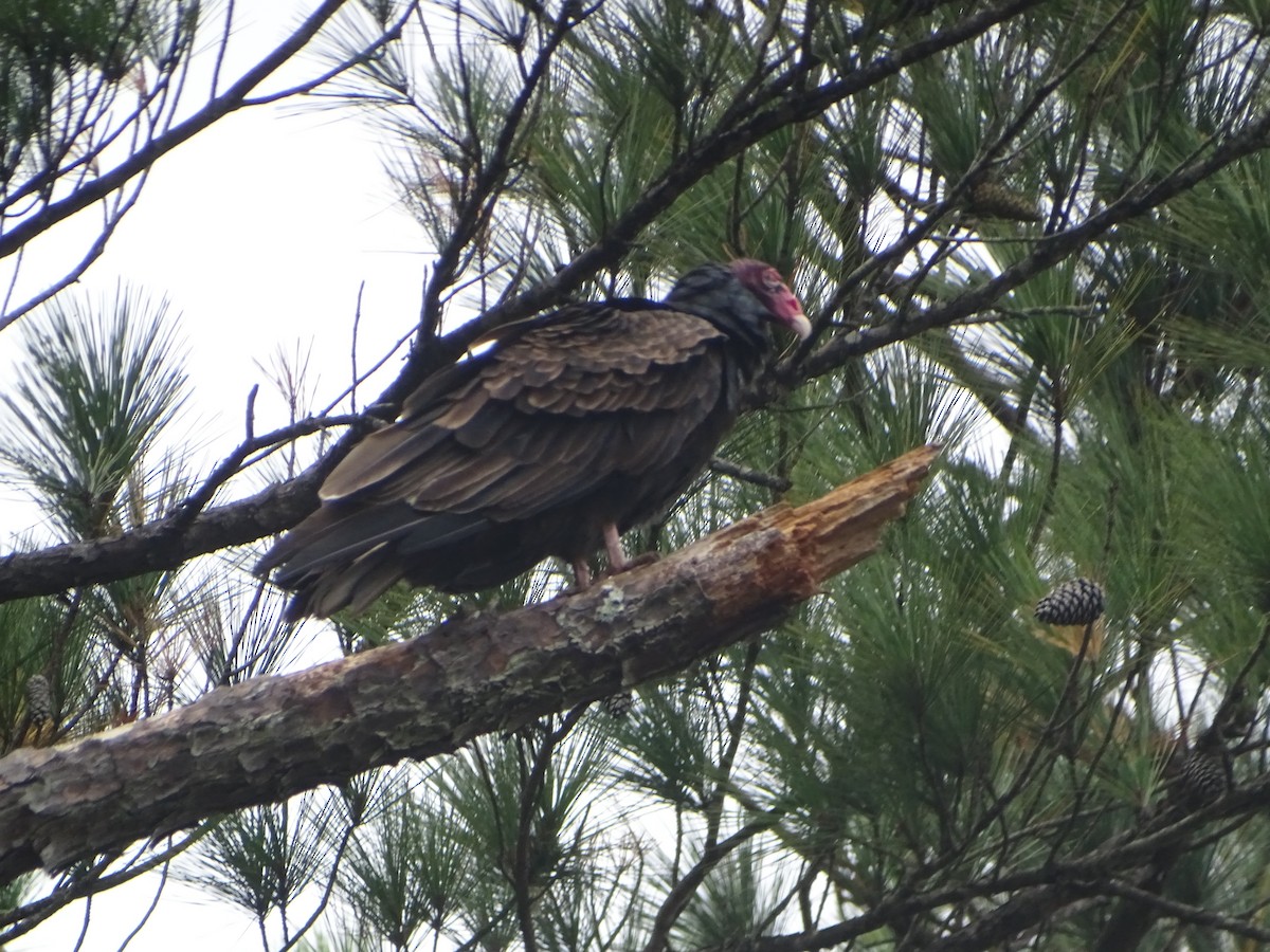 Turkey Vulture - ML609500112