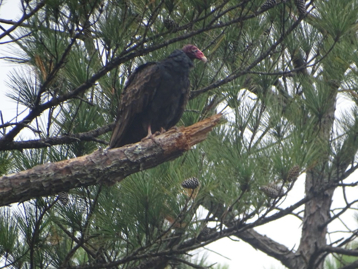 Turkey Vulture - ML609500129