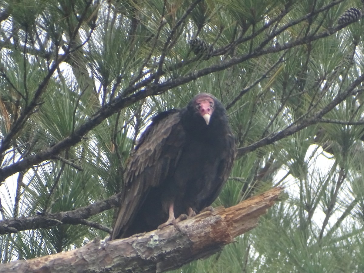 Turkey Vulture - ML609500133