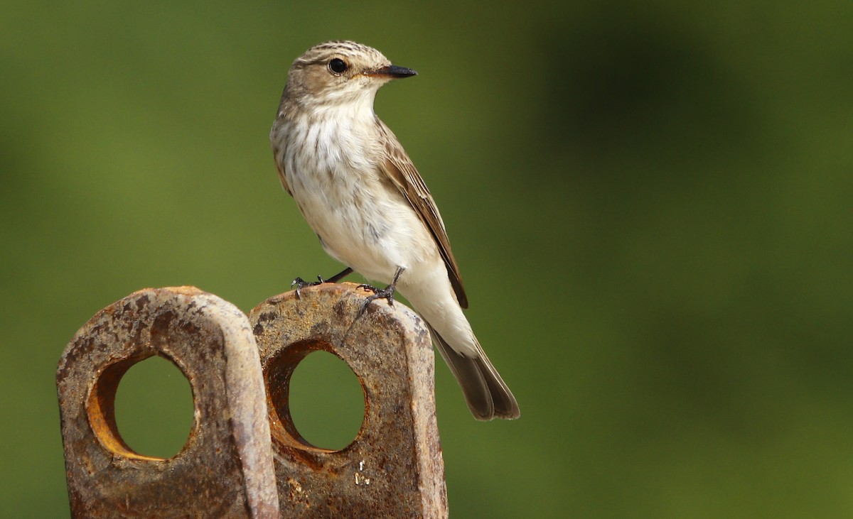 Spotted Flycatcher - ML609500175