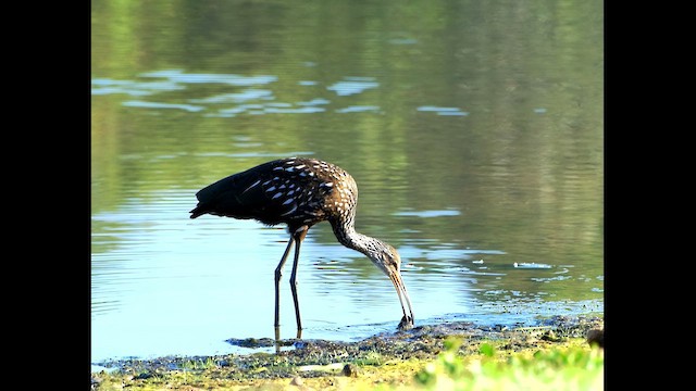 Limpkin - ML609500186