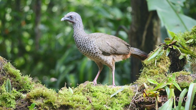 Colombian Chachalaca - ML609500292