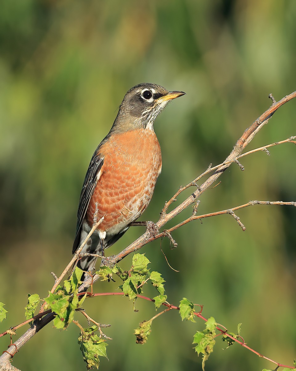 American Robin - ML609500294