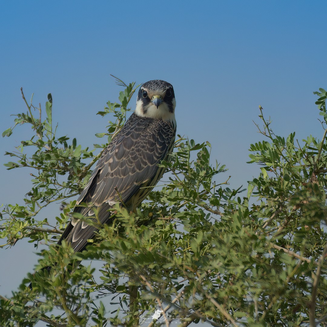 Eurasian Hobby - ML609500302