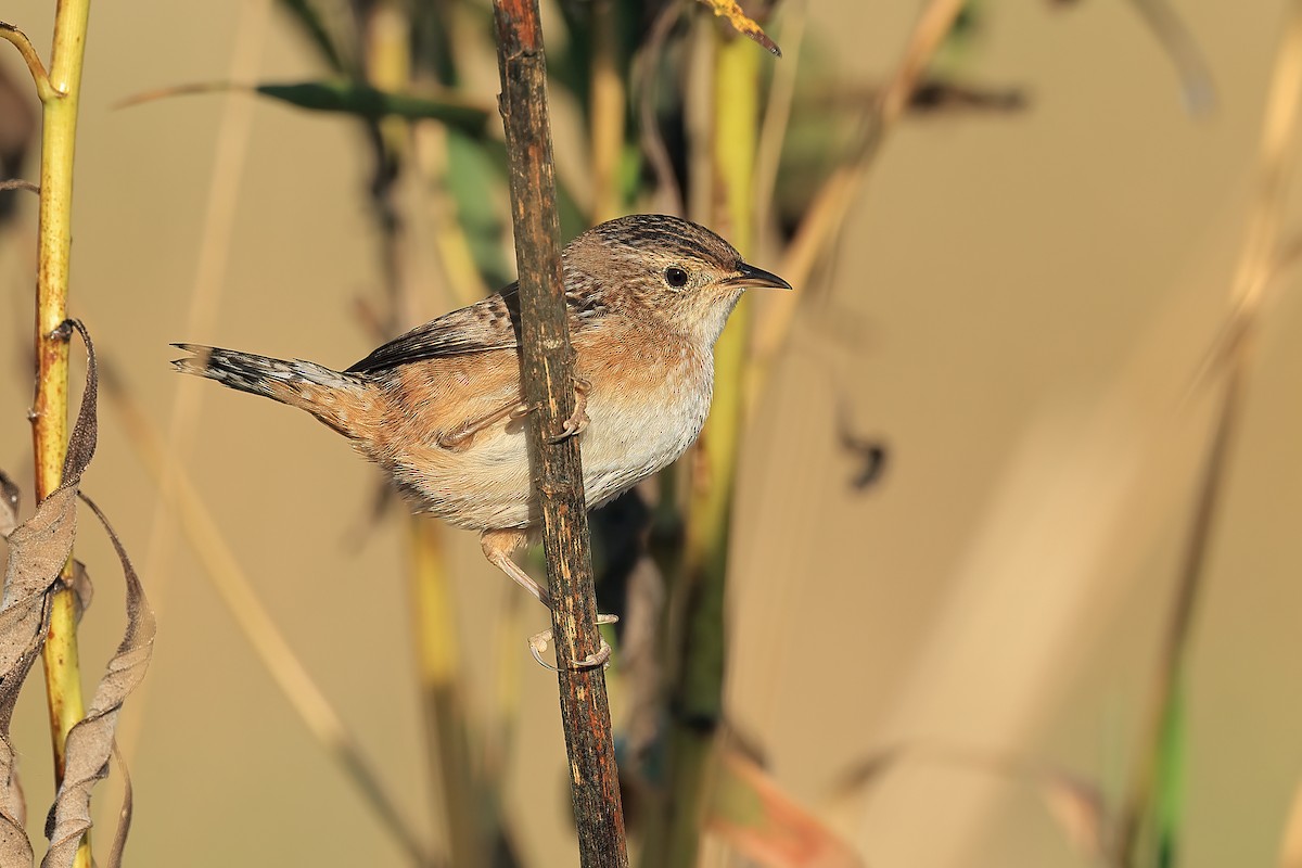 Sedge Wren - ML609500305