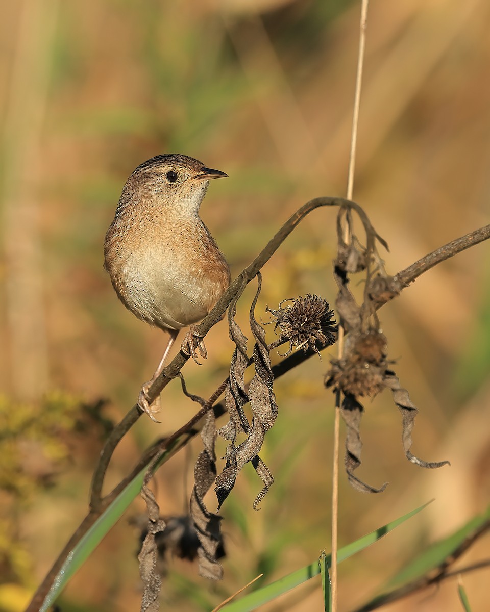 Sedge Wren - ML609500306