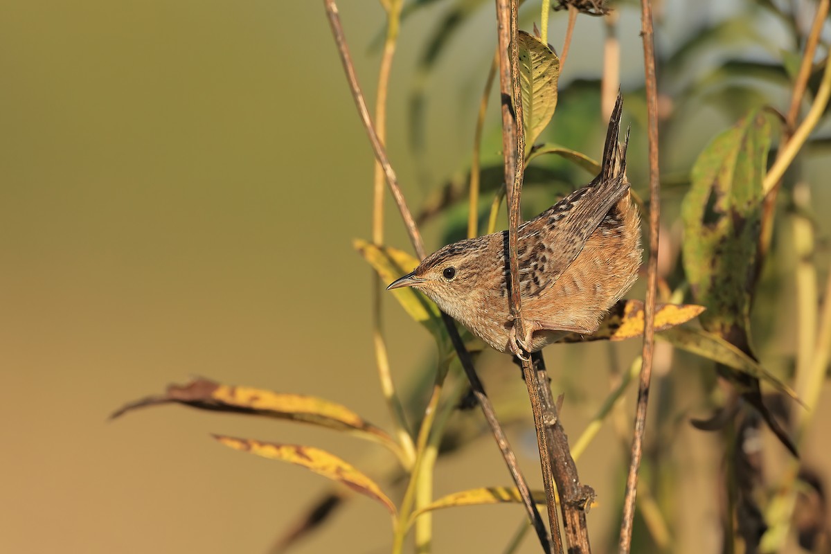 Sedge Wren - ML609500307