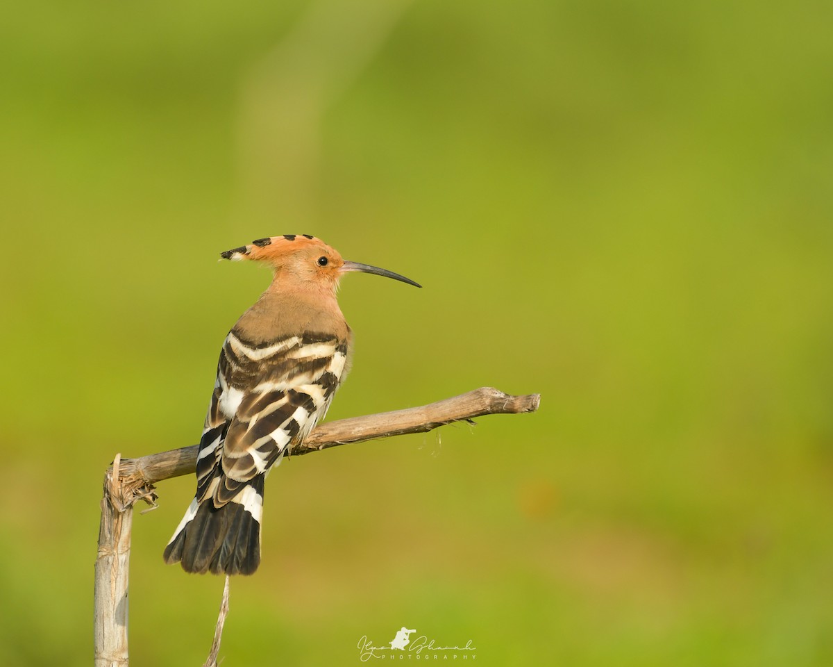 Eurasian Hoopoe - ML609500325