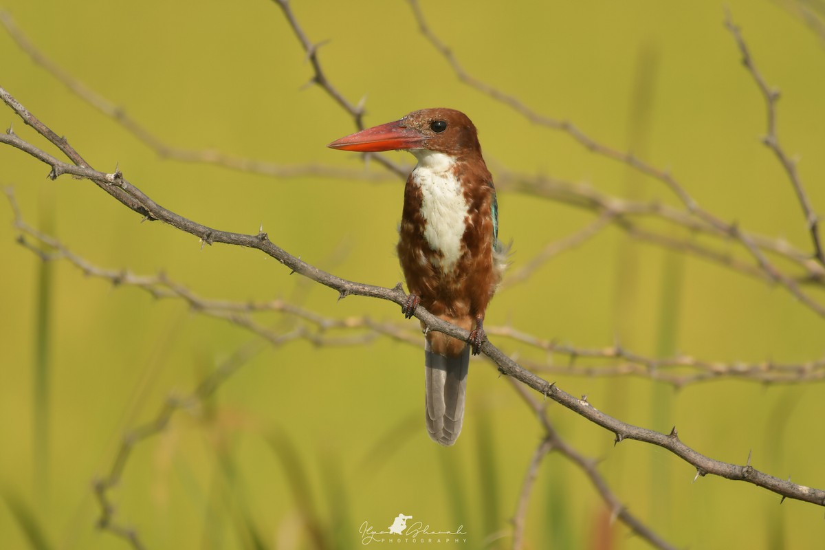 White-throated Kingfisher - ML609500345