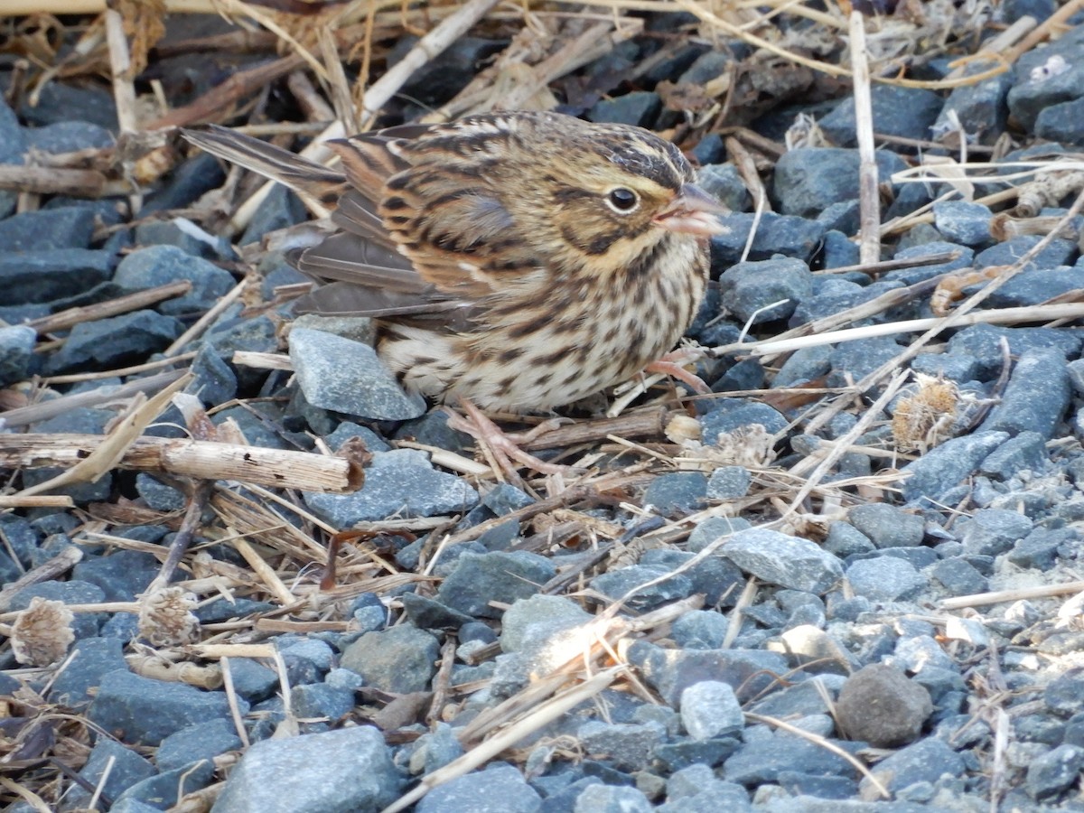 Savannah Sparrow - ML609500394