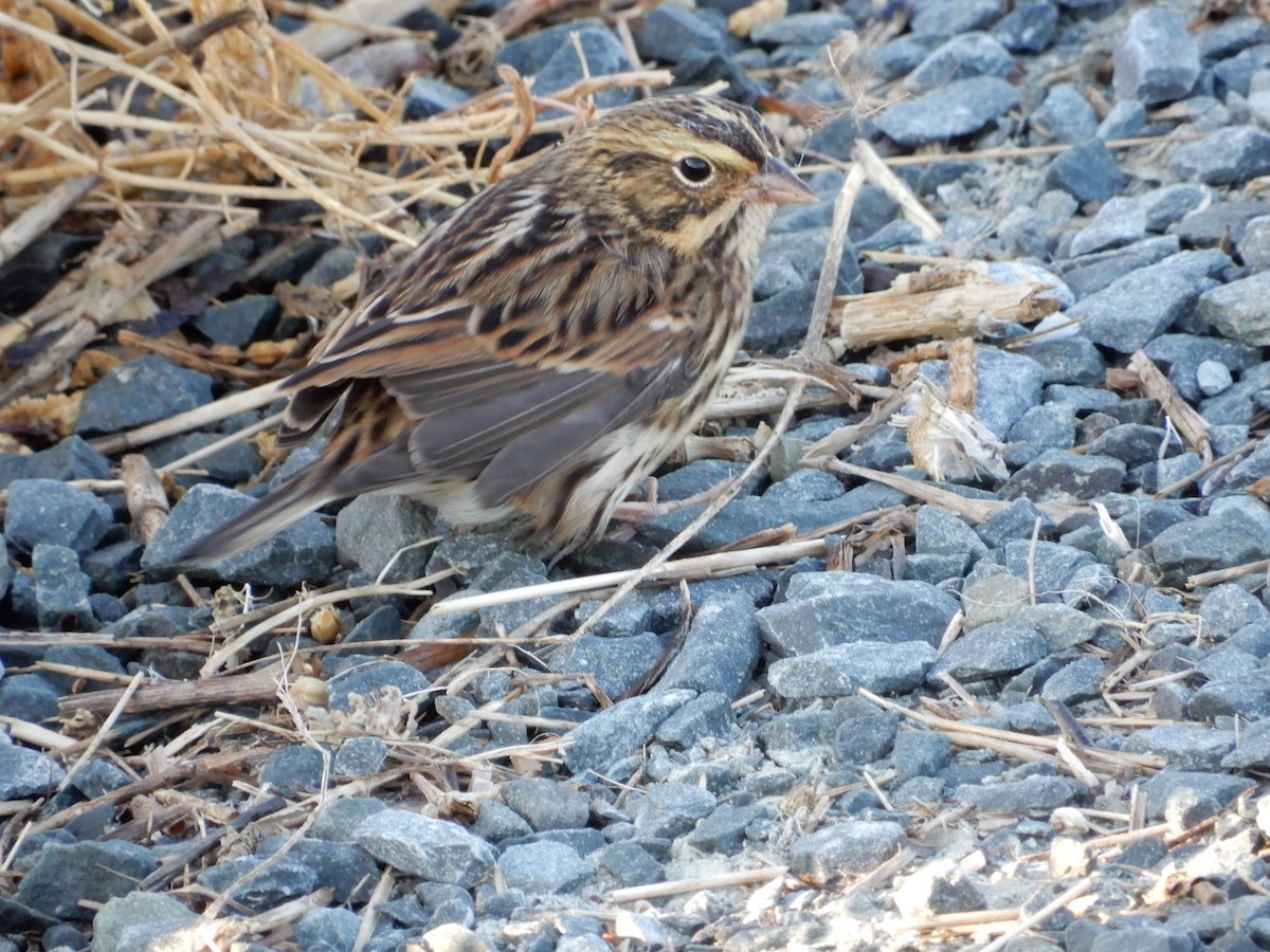 Savannah Sparrow - ML609500395