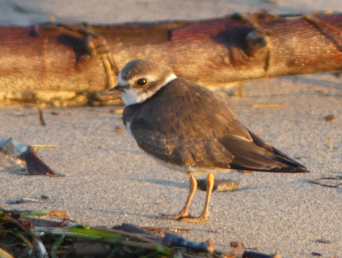 Semipalmated Plover - ML609500399