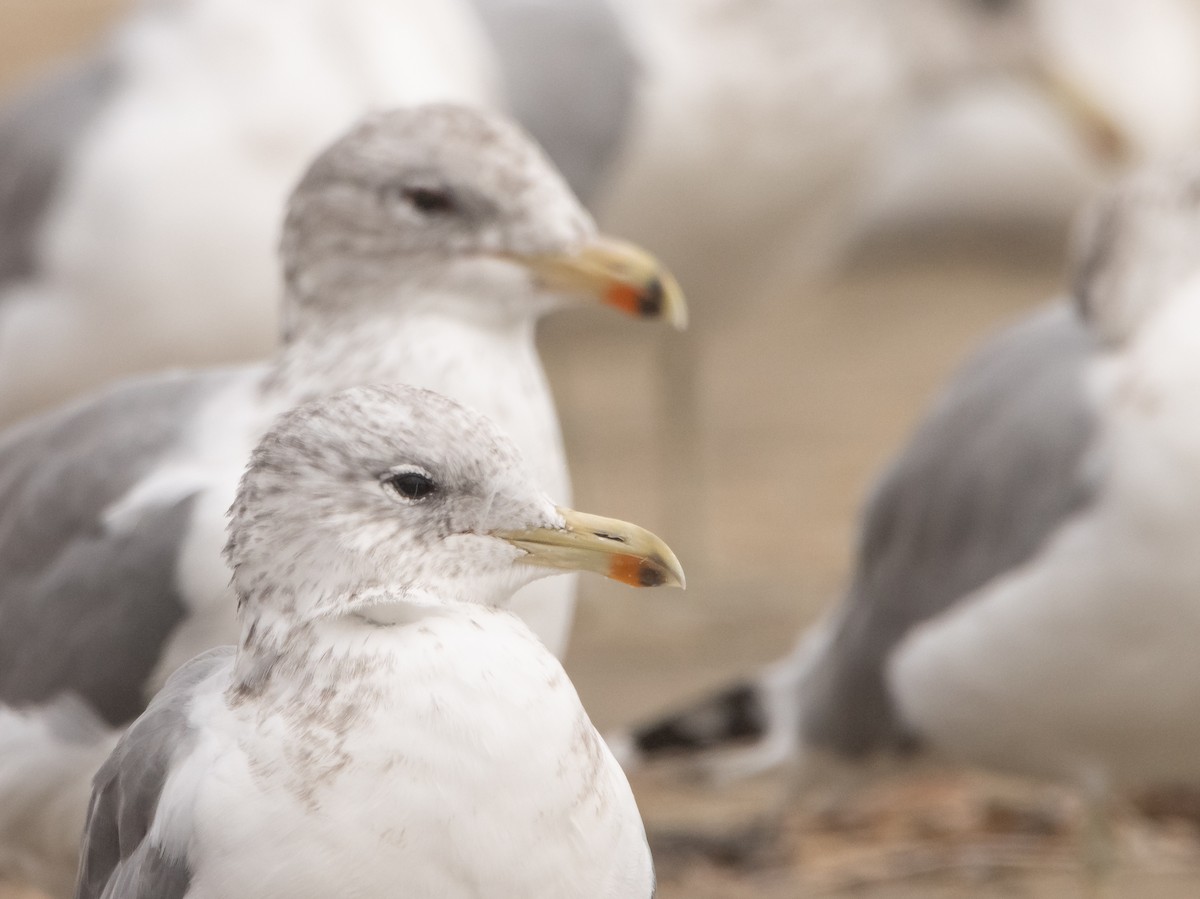 California Gull - ML609500450