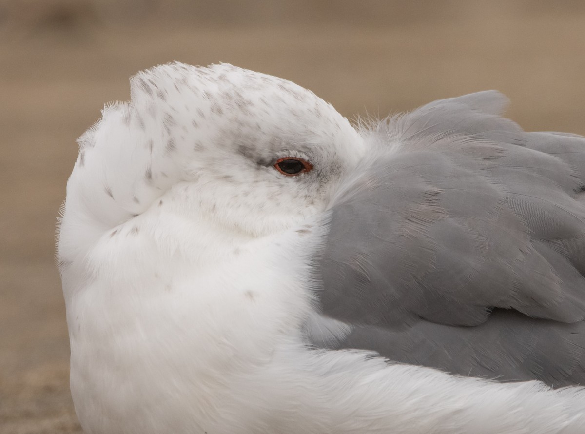 California Gull - ML609500455