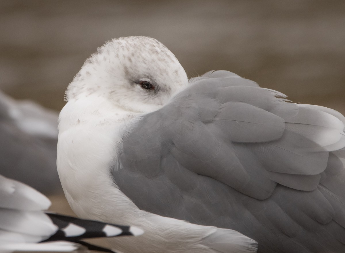 California Gull - ML609500457