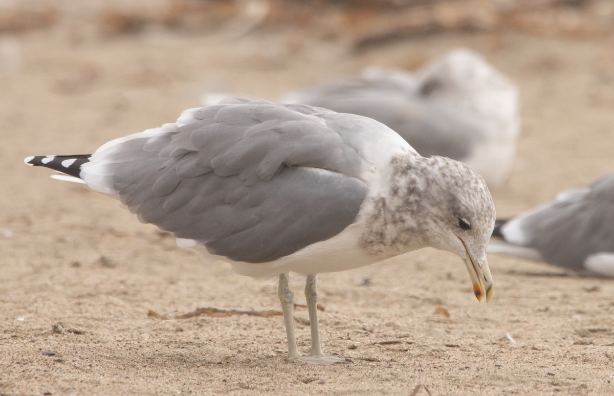 California Gull - ML609500461