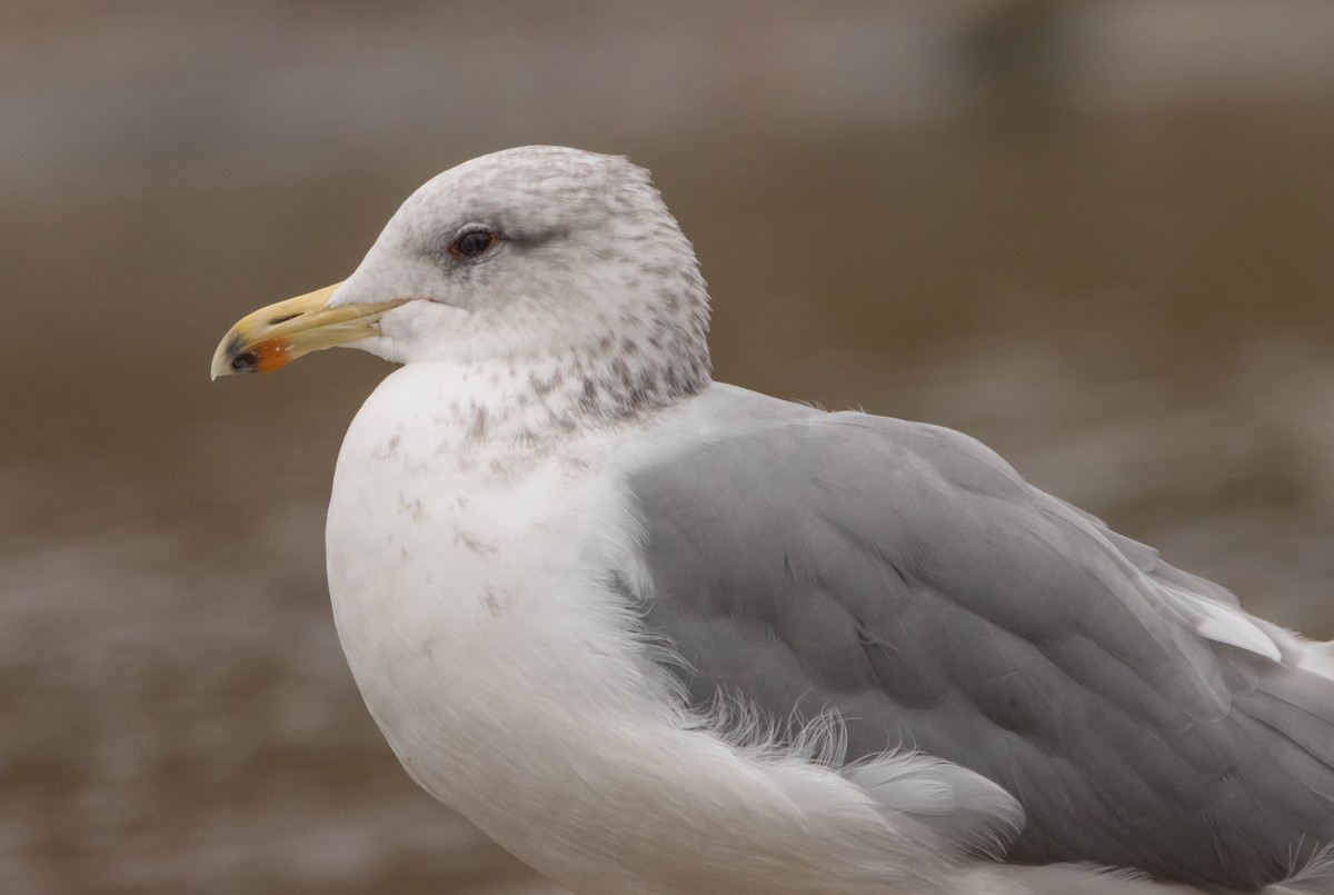 California Gull - ML609500464