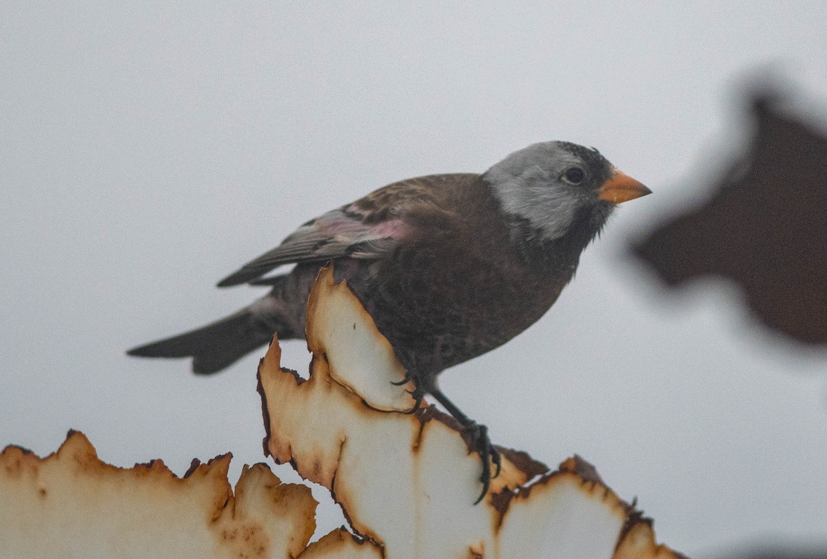 Gray-crowned Rosy-Finch (Aleutian and Kodiak Is.) - Clive Harris