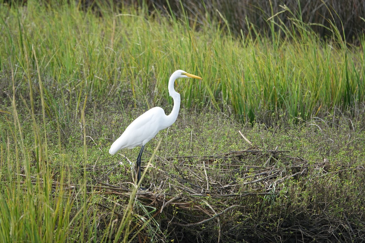 Great Egret - ML609500481