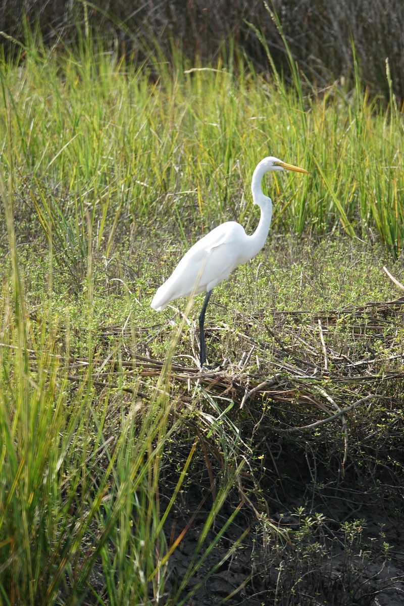 Great Egret - Christine McCluskey