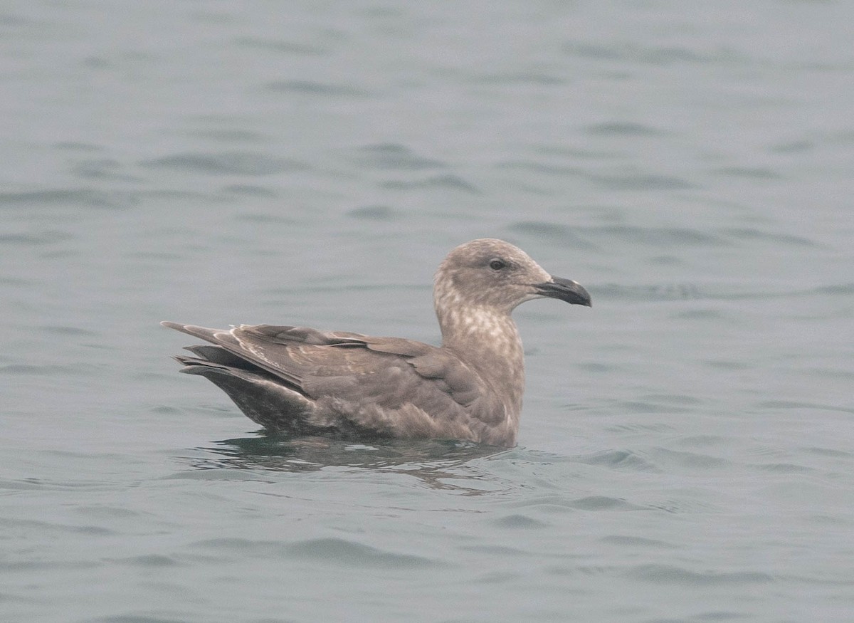 Glaucous-winged Gull - Clive Harris