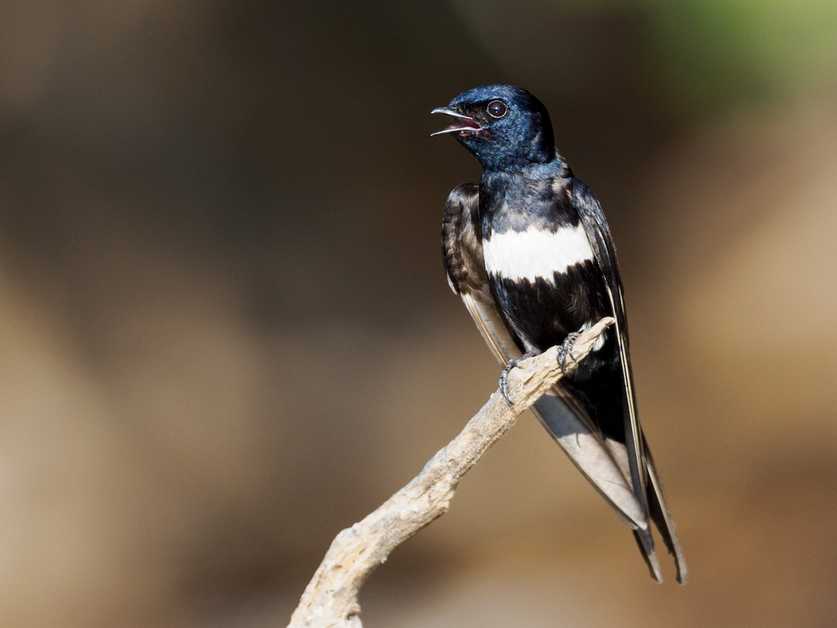 White-banded Swallow - ML609500532