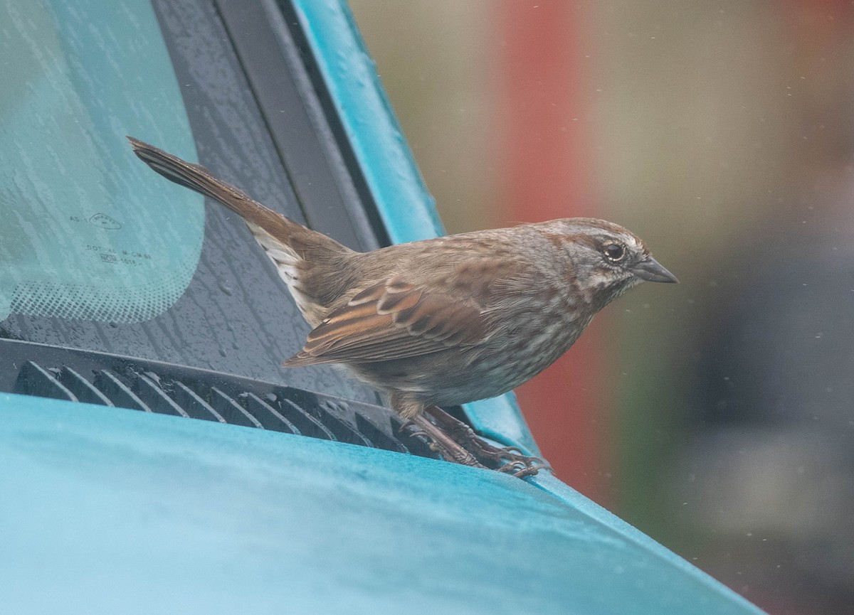 Song Sparrow (sanaka/maxima) - ML609500579