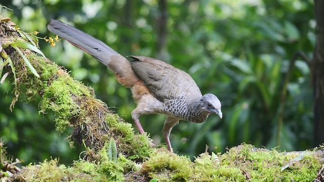 Colombian Chachalaca - ML609500580