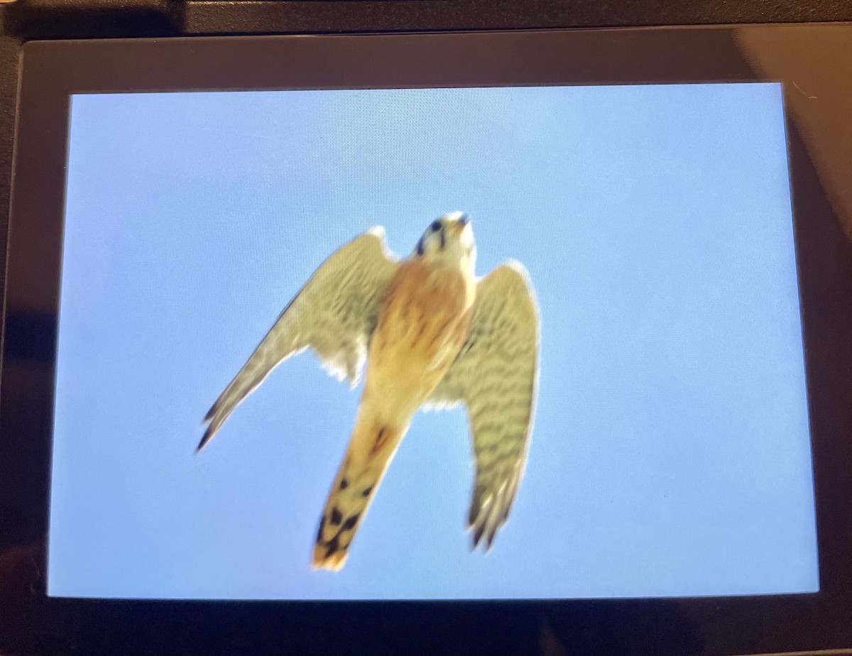 American Kestrel - ML609500583