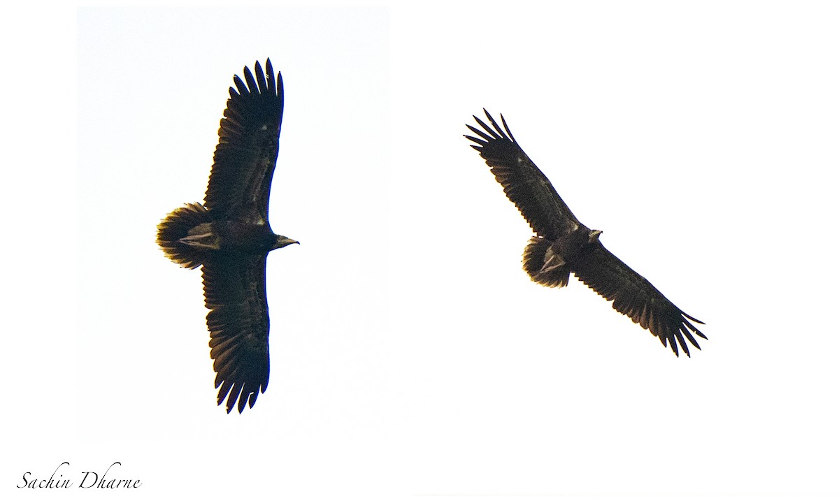 Egyptian Vulture - ML609500601