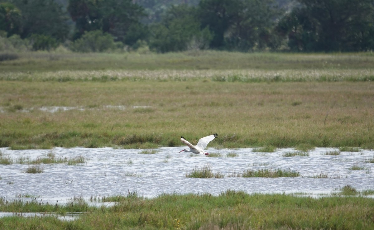 Wood Stork - Christine McCluskey