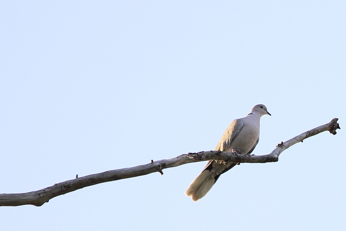 Eurasian Collared-Dove - ML609500798