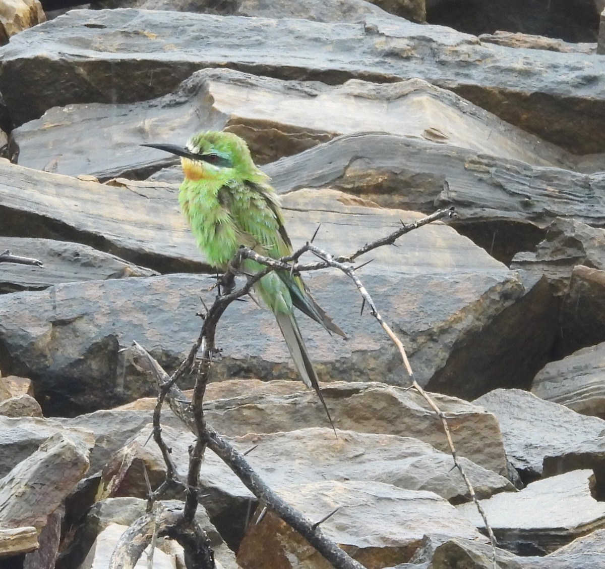 Blue-cheeked Bee-eater - ML609500828