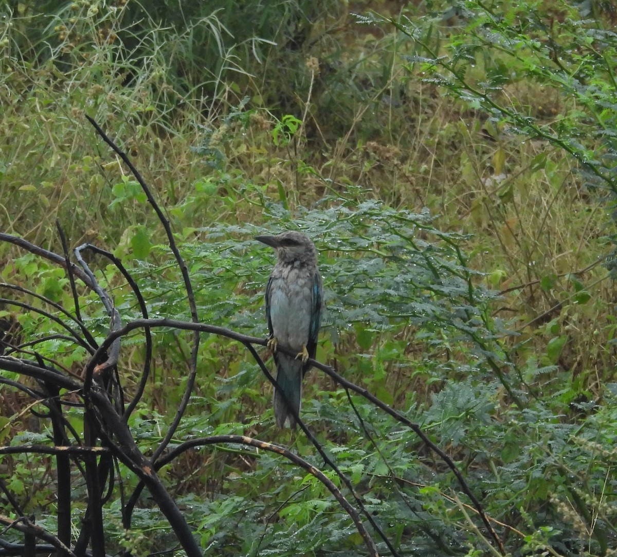 European Roller - ML609500847