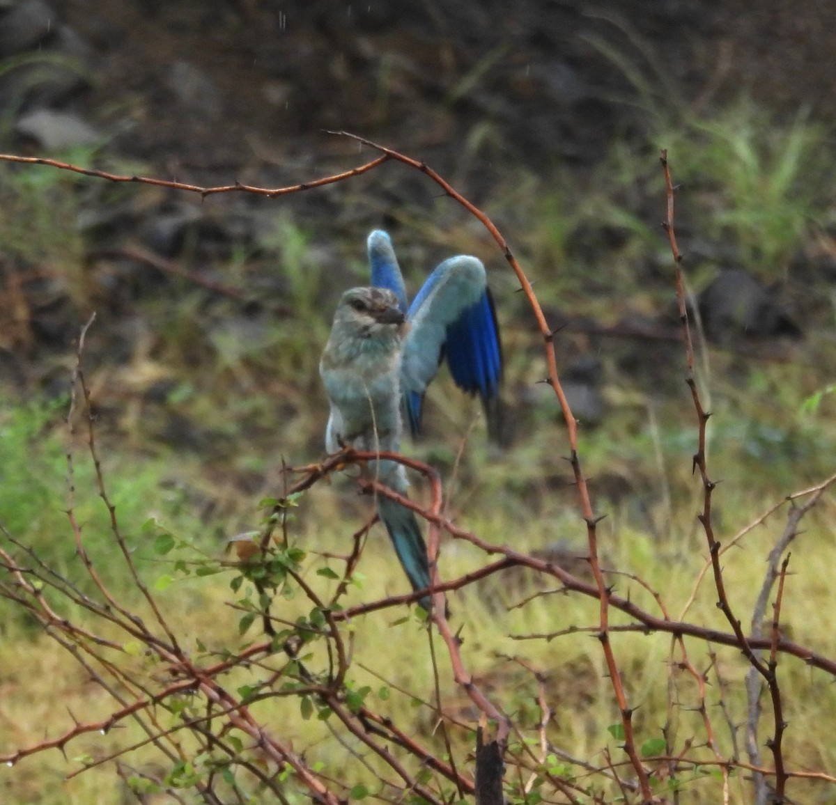 European Roller - ML609500848