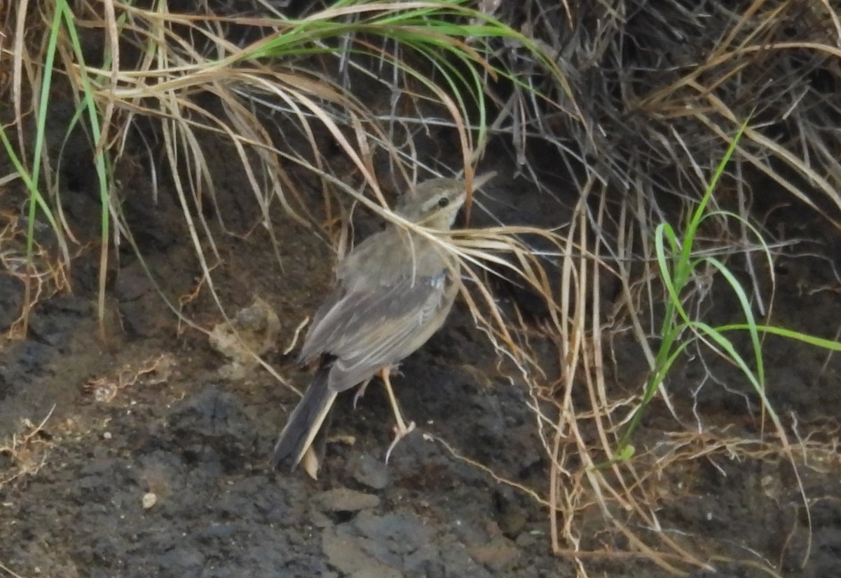 Long-billed Pipit - ML609500856